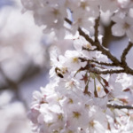 桜のハチミツ発売しております！｜神戸オリジナルハニー